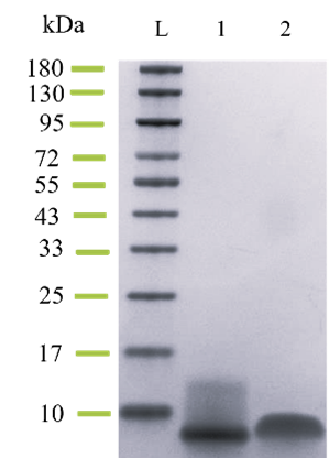 Recombinant Human NRG1
