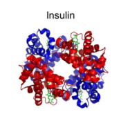 Human Insulin Recombinant Protein